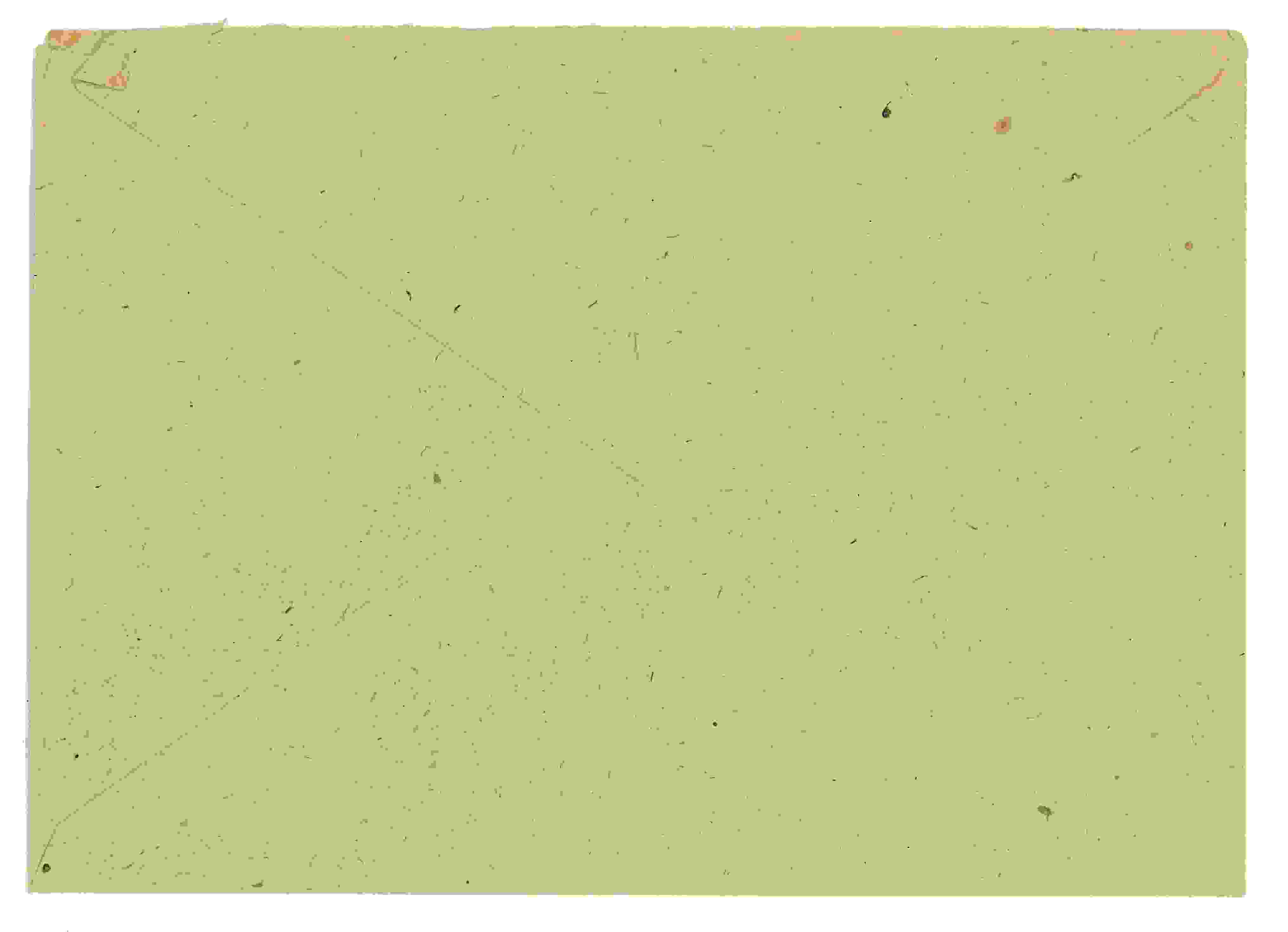 Siegling Letter 35 – Image b